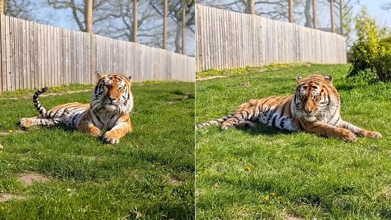Homem morre após entrar em jaula de tigre