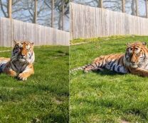 Homem morre após entrar em jaula de tigre