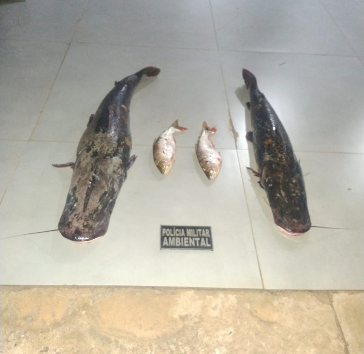 PM apreende 27 kg de peixes em pesca ilegal em Poxoréu, MT