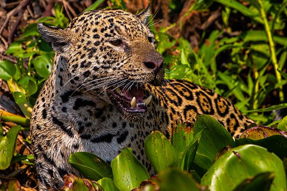onça pintada, Pantanal