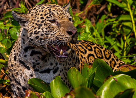 onça pintada, Pantanal 