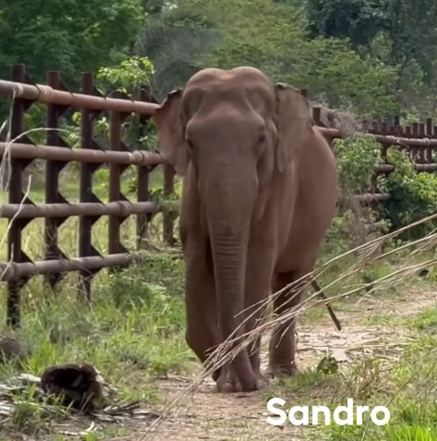 Elefante Sandro apresenta sinais de artrite em Chapada dos Guimarães, MT
