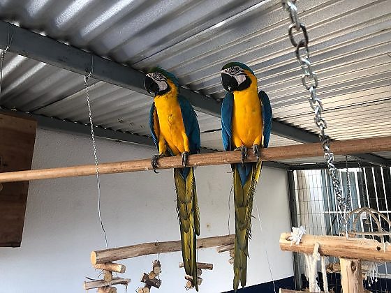 Arara abre portão e foge com companheiro de casa de cuidadores em Juína