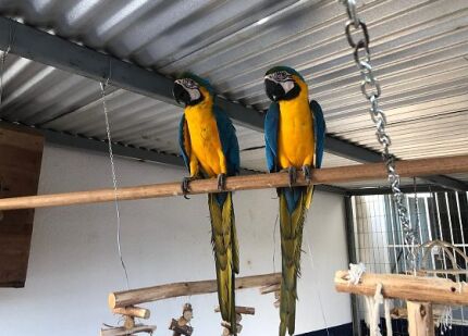 Arara abre portão e foge com companheiro de casa de cuidadores em Juína