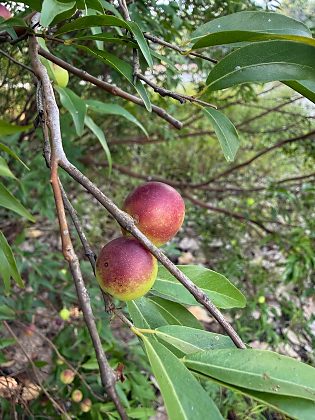 Camu-camu volta ao radar da pesquisa na RPPN Cristalino