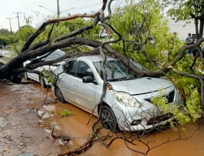 árvore cai em carro em Sinop 